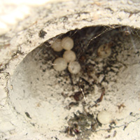 セアカゴケグモの卵のう