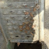 側溝グレーチング裏のセアカゴケグモの巣